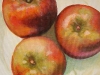 gala-apples-detail-1